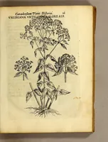 Picture 5 of 31 from Iac. Cornuti doctoris medici Parisiensis Canadensium plantarum, aliarúmque nondum editarum historia. : Cui adiectum est ad calcem enchiridion botanicum Parisiense, continens indicem plantarum, quæ in pagis, siluis, pratis, & montosis iuxta Parisios locis nascuntur (1635), leaf 43