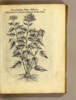 An illustration from Iac. Cornuti doctoris medici Parisiensis Canadensium plantarum, aliarúmque nondum editarum historia. : Cui adiectum est ad calcem enchiridion botanicum Parisiense, continens indicem plantarum, quæ in pagis, siluis, pratis, & montosis iuxta Parisios locis nascuntur (1635)