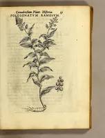 An illustration from Iac. Cornuti doctoris medici Parisiensis Canadensium plantarum, aliarúmque nondum editarum historia. : Cui adiectum est ad calcem enchiridion botanicum Parisiense, continens indicem plantarum, quæ in pagis, siluis, pratis, & montosis iuxta Parisios locis nascuntur (1635)