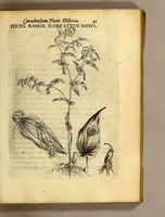 Picture 9 of 31 from Iac. Cornuti doctoris medici Parisiensis Canadensium plantarum, aliarúmque nondum editarum historia. : Cui adiectum est ad calcem enchiridion botanicum Parisiense, continens indicem plantarum, quæ in pagis, siluis, pratis, & montosis iuxta Parisios locis nascuntur (1635), leaf 63