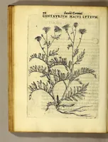 Picture 10 of 31 from Iac. Cornuti doctoris medici Parisiensis Canadensium plantarum, aliarúmque nondum editarum historia. : Cui adiectum est ad calcem enchiridion botanicum Parisiense, continens indicem plantarum, quæ in pagis, siluis, pratis, & montosis iuxta Parisios locis nascuntur (1635), leaf 92