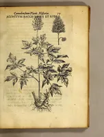 An illustration from Iac. Cornuti doctoris medici Parisiensis Canadensium plantarum, aliarúmque nondum editarum historia. : Cui adiectum est ad calcem enchiridion botanicum Parisiense, continens indicem plantarum, quæ in pagis, siluis, pratis, & montosis iuxta Parisios locis nascuntur (1635)