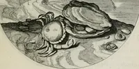 An illustration from Iacobi Catzii ... Silenus Alcibiades, sive Proteus: (1618)