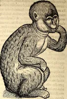 Picture 97 of 971 from Icones animalium quadrupedum uiuiparorum et ouiparorum : quae in Historiae animalium Conradi Gesneri libro I. et II. describuntur, cum nomenclaturis singulorum latinis, graecis, italicis, gallicis, et germanicis plerunque, et aliarum quoque linguarum, certis ordinibus digestae (1560), leaf 101
