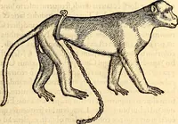 Picture 99 of 971 from Icones animalium quadrupedum uiuiparorum et ouiparorum : quae in Historiae animalium Conradi Gesneri libro I. et II. describuntur, cum nomenclaturis singulorum latinis, graecis, italicis, gallicis, et germanicis plerunque, et aliarum quoque linguarum, certis ordinibus digestae (1560), leaf 102