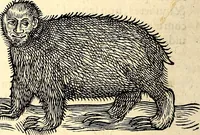 Picture 103 of 971 from Icones animalium quadrupedum uiuiparorum et ouiparorum : quae in Historiae animalium Conradi Gesneri libro I. et II. describuntur, cum nomenclaturis singulorum latinis, graecis, italicis, gallicis, et germanicis plerunque, et aliarum quoque linguarum, certis ordinibus digestae (1560), leaf 105
