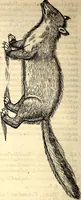 Picture 104 of 971 from Icones animalium quadrupedum uiuiparorum et ouiparorum : quae in Historiae animalium Conradi Gesneri libro I. et II. describuntur, cum nomenclaturis singulorum latinis, graecis, italicis, gallicis, et germanicis plerunque, et aliarum quoque linguarum, certis ordinibus digestae (1560), leaf 107
