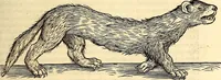 An illustration from Icones animalium quadrupedum uiuiparorum et ouiparorum : quae in Historiae animalium Conradi Gesneri libro I. et II. describuntur, cum nomenclaturis singulorum latinis, graecis, italicis, gallicis, et germanicis plerunque, et aliarum quoque linguarum, certis ordinibus digestae (1560)