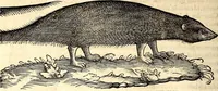 An illustration from Icones animalium quadrupedum uiuiparorum et ouiparorum : quae in Historiae animalium Conradi Gesneri libro I. et II. describuntur, cum nomenclaturis singulorum latinis, graecis, italicis, gallicis, et germanicis plerunque, et aliarum quoque linguarum, certis ordinibus digestae (1560)