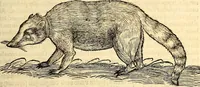 Picture 110 of 971 from Icones animalium quadrupedum uiuiparorum et ouiparorum : quae in Historiae animalium Conradi Gesneri libro I. et II. describuntur, cum nomenclaturis singulorum latinis, graecis, italicis, gallicis, et germanicis plerunque, et aliarum quoque linguarum, certis ordinibus digestae (1560), leaf 112