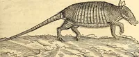 Picture 111 of 971 from Icones animalium quadrupedum uiuiparorum et ouiparorum : quae in Historiae animalium Conradi Gesneri libro I. et II. describuntur, cum nomenclaturis singulorum latinis, graecis, italicis, gallicis, et germanicis plerunque, et aliarum quoque linguarum, certis ordinibus digestae (1560), leaf 112