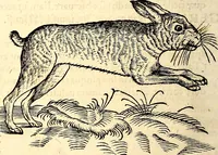 Picture 112 of 971 from Icones animalium quadrupedum uiuiparorum et ouiparorum : quae in Historiae animalium Conradi Gesneri libro I. et II. describuntur, cum nomenclaturis singulorum latinis, graecis, italicis, gallicis, et germanicis plerunque, et aliarum quoque linguarum, certis ordinibus digestae (1560), leaf 113
