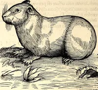 Picture 114 of 971 from Icones animalium quadrupedum uiuiparorum et ouiparorum : quae in Historiae animalium Conradi Gesneri libro I. et II. describuntur, cum nomenclaturis singulorum latinis, graecis, italicis, gallicis, et germanicis plerunque, et aliarum quoque linguarum, certis ordinibus digestae (1560), leaf 115