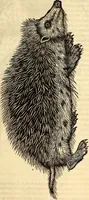 Picture 115 of 971 from Icones animalium quadrupedum uiuiparorum et ouiparorum : quae in Historiae animalium Conradi Gesneri libro I. et II. describuntur, cum nomenclaturis singulorum latinis, graecis, italicis, gallicis, et germanicis plerunque, et aliarum quoque linguarum, certis ordinibus digestae (1560), leaf 116