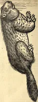 Picture 116 of 971 from Icones animalium quadrupedum uiuiparorum et ouiparorum : quae in Historiae animalium Conradi Gesneri libro I. et II. describuntur, cum nomenclaturis singulorum latinis, graecis, italicis, gallicis, et germanicis plerunque, et aliarum quoque linguarum, certis ordinibus digestae (1560), leaf 117