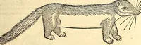Picture 117 of 971 from Icones animalium quadrupedum uiuiparorum et ouiparorum : quae in Historiae animalium Conradi Gesneri libro I. et II. describuntur, cum nomenclaturis singulorum latinis, graecis, italicis, gallicis, et germanicis plerunque, et aliarum quoque linguarum, certis ordinibus digestae (1560), leaf 118