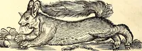 Picture 118 of 971 from Icones animalium quadrupedum uiuiparorum et ouiparorum : quae in Historiae animalium Conradi Gesneri libro I. et II. describuntur, cum nomenclaturis singulorum latinis, graecis, italicis, gallicis, et germanicis plerunque, et aliarum quoque linguarum, certis ordinibus digestae (1560), leaf 119
