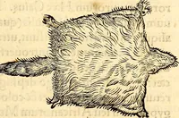 Picture 119 of 971 from Icones animalium quadrupedum uiuiparorum et ouiparorum : quae in Historiae animalium Conradi Gesneri libro I. et II. describuntur, cum nomenclaturis singulorum latinis, graecis, italicis, gallicis, et germanicis plerunque, et aliarum quoque linguarum, certis ordinibus digestae (1560), leaf 120