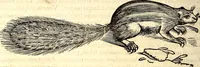 Picture 120 of 971 from Icones animalium quadrupedum uiuiparorum et ouiparorum : quae in Historiae animalium Conradi Gesneri libro I. et II. describuntur, cum nomenclaturis singulorum latinis, graecis, italicis, gallicis, et germanicis plerunque, et aliarum quoque linguarum, certis ordinibus digestae (1560), leaf 121