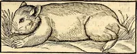 Picture 121 of 971 from Icones animalium quadrupedum uiuiparorum et ouiparorum : quae in Historiae animalium Conradi Gesneri libro I. et II. describuntur, cum nomenclaturis singulorum latinis, graecis, italicis, gallicis, et germanicis plerunque, et aliarum quoque linguarum, certis ordinibus digestae (1560), leaf 122