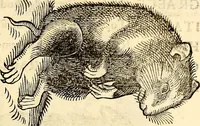 Picture 122 of 971 from Icones animalium quadrupedum uiuiparorum et ouiparorum : quae in Historiae animalium Conradi Gesneri libro I. et II. describuntur, cum nomenclaturis singulorum latinis, graecis, italicis, gallicis, et germanicis plerunque, et aliarum quoque linguarum, certis ordinibus digestae (1560), leaf 122