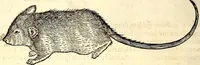 Picture 123 of 971 from Icones animalium quadrupedum uiuiparorum et ouiparorum : quae in Historiae animalium Conradi Gesneri libro I. et II. describuntur, cum nomenclaturis singulorum latinis, graecis, italicis, gallicis, et germanicis plerunque, et aliarum quoque linguarum, certis ordinibus digestae (1560), leaf 123