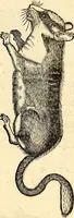 Picture 125 of 971 from Icones animalium quadrupedum uiuiparorum et ouiparorum : quae in Historiae animalium Conradi Gesneri libro I. et II. describuntur, cum nomenclaturis singulorum latinis, graecis, italicis, gallicis, et germanicis plerunque, et aliarum quoque linguarum, certis ordinibus digestae (1560), leaf 124