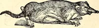 Picture 126 of 971 from Icones animalium quadrupedum uiuiparorum et ouiparorum : quae in Historiae animalium Conradi Gesneri libro I. et II. describuntur, cum nomenclaturis singulorum latinis, graecis, italicis, gallicis, et germanicis plerunque, et aliarum quoque linguarum, certis ordinibus digestae (1560), leaf 125