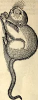 Picture 127 of 971 from Icones animalium quadrupedum uiuiparorum et ouiparorum : quae in Historiae animalium Conradi Gesneri libro I. et II. describuntur, cum nomenclaturis singulorum latinis, graecis, italicis, gallicis, et germanicis plerunque, et aliarum quoque linguarum, certis ordinibus digestae (1560), leaf 125