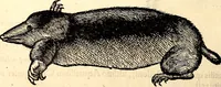 Picture 128 of 971 from Icones animalium quadrupedum uiuiparorum et ouiparorum : quae in Historiae animalium Conradi Gesneri libro I. et II. describuntur, cum nomenclaturis singulorum latinis, graecis, italicis, gallicis, et germanicis plerunque, et aliarum quoque linguarum, certis ordinibus digestae (1560), leaf 125
