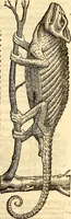Picture 129 of 971 from Icones animalium quadrupedum uiuiparorum et ouiparorum : quae in Historiae animalium Conradi Gesneri libro I. et II. describuntur, cum nomenclaturis singulorum latinis, graecis, italicis, gallicis, et germanicis plerunque, et aliarum quoque linguarum, certis ordinibus digestae (1560), leaf 126
