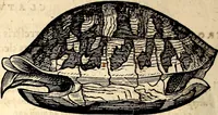 Picture 130 of 971 from Icones animalium quadrupedum uiuiparorum et ouiparorum : quae in Historiae animalium Conradi Gesneri libro I. et II. describuntur, cum nomenclaturis singulorum latinis, graecis, italicis, gallicis, et germanicis plerunque, et aliarum quoque linguarum, certis ordinibus digestae (1560), leaf 127