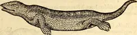 Picture 132 of 971 from Icones animalium quadrupedum uiuiparorum et ouiparorum : quae in Historiae animalium Conradi Gesneri libro I. et II. describuntur, cum nomenclaturis singulorum latinis, graecis, italicis, gallicis, et germanicis plerunque, et aliarum quoque linguarum, certis ordinibus digestae (1560), leaf 128