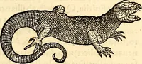 Picture 133 of 971 from Icones animalium quadrupedum uiuiparorum et ouiparorum : quae in Historiae animalium Conradi Gesneri libro I. et II. describuntur, cum nomenclaturis singulorum latinis, graecis, italicis, gallicis, et germanicis plerunque, et aliarum quoque linguarum, certis ordinibus digestae (1560), leaf 128