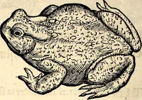 Picture 136 of 971 from Icones animalium quadrupedum uiuiparorum et ouiparorum : quae in Historiae animalium Conradi Gesneri libro I. et II. describuntur, cum nomenclaturis singulorum latinis, graecis, italicis, gallicis, et germanicis plerunque, et aliarum quoque linguarum, certis ordinibus digestae (1560), leaf 129