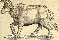 Picture 139 of 971 from Icones animalium quadrupedum uiuiparorum et ouiparorum : quae in Historiae animalium Conradi Gesneri libro I. et II. describuntur, cum nomenclaturis singulorum latinis, graecis, italicis, gallicis, et germanicis plerunque, et aliarum quoque linguarum, certis ordinibus digestae (1560), leaf 132