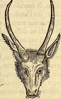 Picture 141 of 971 from Icones animalium quadrupedum uiuiparorum et ouiparorum : quae in Historiae animalium Conradi Gesneri libro I. et II. describuntur, cum nomenclaturis singulorum latinis, graecis, italicis, gallicis, et germanicis plerunque, et aliarum quoque linguarum, certis ordinibus digestae (1560), leaf 134