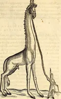 Picture 142 of 971 from Icones animalium quadrupedum uiuiparorum et ouiparorum : quae in Historiae animalium Conradi Gesneri libro I. et II. describuntur, cum nomenclaturis singulorum latinis, graecis, italicis, gallicis, et germanicis plerunque, et aliarum quoque linguarum, certis ordinibus digestae (1560), leaf 134