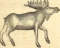 Picture 143 of 971 from Icones animalium quadrupedum uiuiparorum et ouiparorum : quae in Historiae animalium Conradi Gesneri libro I. et II. describuntur, cum nomenclaturis singulorum latinis, graecis, italicis, gallicis, et germanicis plerunque, et aliarum quoque linguarum, certis ordinibus digestae (1560), leaf 134