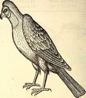 An illustration from Icones animalium quadrupedum uiuiparorum et ouiparorum : quae in Historiae animalium Conradi Gesneri libro I. et II. describuntur, cum nomenclaturis singulorum latinis, graecis, italicis, gallicis, et germanicis plerunque, et aliarum quoque linguarum, certis ordinibus digestae (1560)