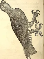 Picture 154 of 971 from Icones animalium quadrupedum uiuiparorum et ouiparorum : quae in Historiae animalium Conradi Gesneri libro I. et II. describuntur, cum nomenclaturis singulorum latinis, graecis, italicis, gallicis, et germanicis plerunque, et aliarum quoque linguarum, certis ordinibus digestae (1560), leaf 151