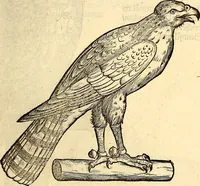 Picture 155 of 971 from Icones animalium quadrupedum uiuiparorum et ouiparorum : quae in Historiae animalium Conradi Gesneri libro I. et II. describuntur, cum nomenclaturis singulorum latinis, graecis, italicis, gallicis, et germanicis plerunque, et aliarum quoque linguarum, certis ordinibus digestae (1560), leaf 152