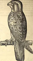 Picture 157 of 971 from Icones animalium quadrupedum uiuiparorum et ouiparorum : quae in Historiae animalium Conradi Gesneri libro I. et II. describuntur, cum nomenclaturis singulorum latinis, graecis, italicis, gallicis, et germanicis plerunque, et aliarum quoque linguarum, certis ordinibus digestae (1560), leaf 153