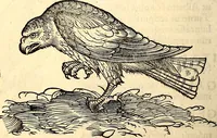 Picture 158 of 971 from Icones animalium quadrupedum uiuiparorum et ouiparorum : quae in Historiae animalium Conradi Gesneri libro I. et II. describuntur, cum nomenclaturis singulorum latinis, graecis, italicis, gallicis, et germanicis plerunque, et aliarum quoque linguarum, certis ordinibus digestae (1560), leaf 153