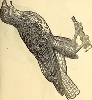 An illustration from Icones animalium quadrupedum uiuiparorum et ouiparorum : quae in Historiae animalium Conradi Gesneri libro I. et II. describuntur, cum nomenclaturis singulorum latinis, graecis, italicis, gallicis, et germanicis plerunque, et aliarum quoque linguarum, certis ordinibus digestae (1560)