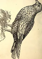 Picture 160 of 971 from Icones animalium quadrupedum uiuiparorum et ouiparorum : quae in Historiae animalium Conradi Gesneri libro I. et II. describuntur, cum nomenclaturis singulorum latinis, graecis, italicis, gallicis, et germanicis plerunque, et aliarum quoque linguarum, certis ordinibus digestae (1560), leaf 155