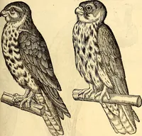 An illustration from Icones animalium quadrupedum uiuiparorum et ouiparorum : quae in Historiae animalium Conradi Gesneri libro I. et II. describuntur, cum nomenclaturis singulorum latinis, graecis, italicis, gallicis, et germanicis plerunque, et aliarum quoque linguarum, certis ordinibus digestae (1560)