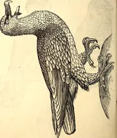 An illustration from Icones animalium quadrupedum uiuiparorum et ouiparorum : quae in Historiae animalium Conradi Gesneri libro I. et II. describuntur, cum nomenclaturis singulorum latinis, graecis, italicis, gallicis, et germanicis plerunque, et aliarum quoque linguarum, certis ordinibus digestae (1560)