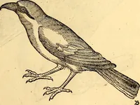 Picture 164 of 971 from Icones animalium quadrupedum uiuiparorum et ouiparorum : quae in Historiae animalium Conradi Gesneri libro I. et II. describuntur, cum nomenclaturis singulorum latinis, graecis, italicis, gallicis, et germanicis plerunque, et aliarum quoque linguarum, certis ordinibus digestae (1560), leaf 158