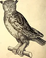Picture 165 of 971 from Icones animalium quadrupedum uiuiparorum et ouiparorum : quae in Historiae animalium Conradi Gesneri libro I. et II. describuntur, cum nomenclaturis singulorum latinis, graecis, italicis, gallicis, et germanicis plerunque, et aliarum quoque linguarum, certis ordinibus digestae (1560), leaf 159